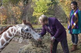 Жираф Раф