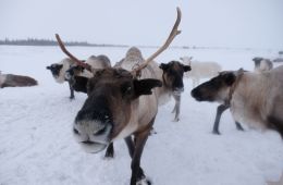 Голоса Арктики