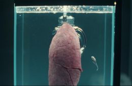 Чужой: Земля