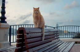 Cats of Malta