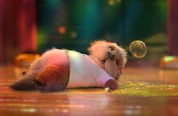 Океан чудес