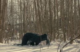 Опасный друг
