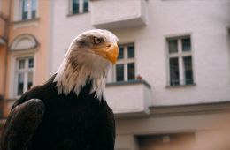 Кадр