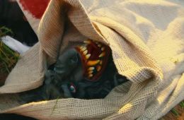 Ублюдские хроники