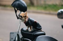 Приключения желтого чемоданчика
