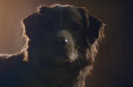 Глазами пса