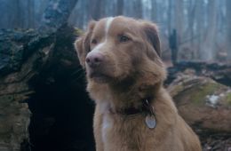 Глазами пса