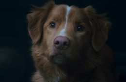 Глазами пса