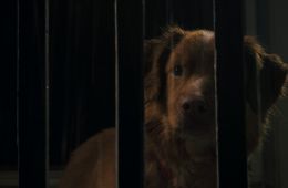 Глазами пса