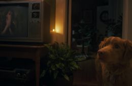 Глазами пса