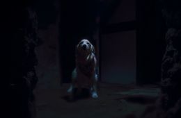 Глазами пса