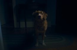 Глазами пса