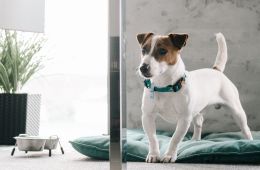 Жека Рассел