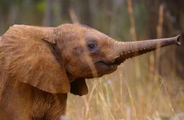 Возвращение в дикую природу