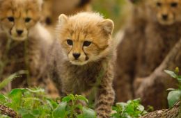 Возвращение в дикую природу