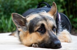 Мухтар. Он вернулся