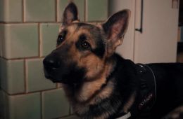 Мухтар. Он вернулся