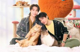 Кот за наличные