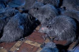 Крысы: Ночь ужаса