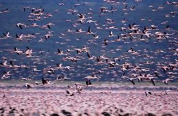 Пурпурные крылья: Тайна фламинго