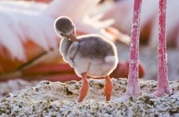 Пурпурные крылья: Тайна фламинго