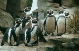 Пингвин нашего времени