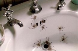 Арахнофобия: Боязнь пауков