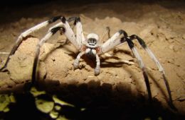 Арахнофобия: Боязнь пауков