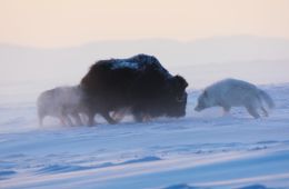 Враждебная планета