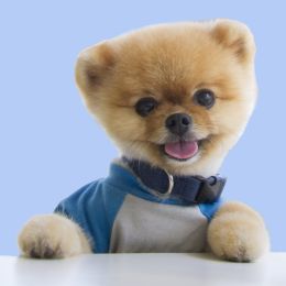 Jiffpom