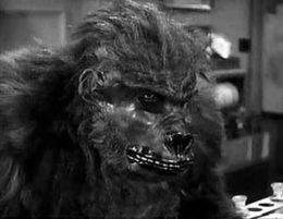 Стив Кэлверт