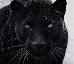 Джулиан Джексон