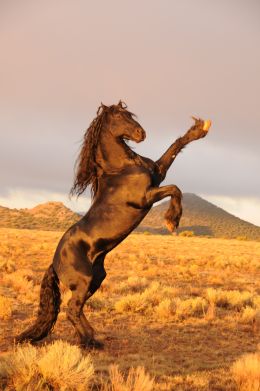 Paul 'Sled' Reynolds