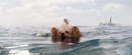 Kelly the Dog