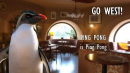 Ping Pong