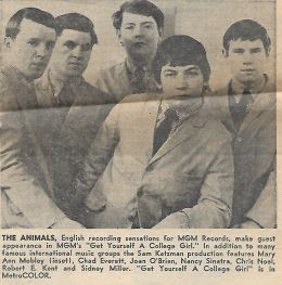 The Animals