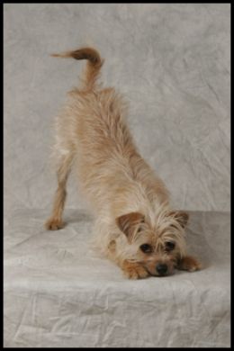 Jimmy the Dog