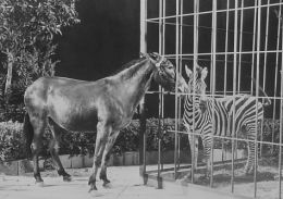 Francis the Talking Mule