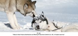 Apache