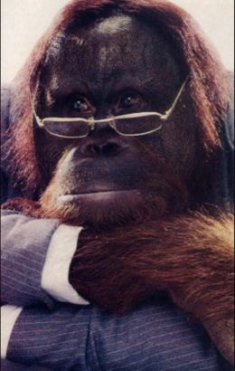 C.J. the Orangutan