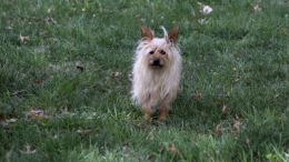 Paxton the Dog