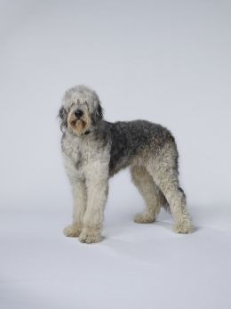 Bowdie