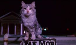 Elvis the Cat