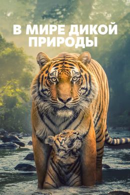 В мире дикой природы