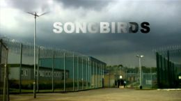 Певчие птицы