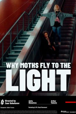 Чому метелики летять на світло?