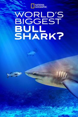 Самая огромная акула-бык