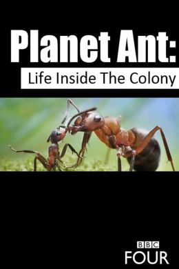 Планета муравьёв: Взгляд изнутри