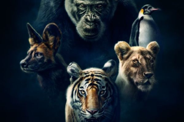 Лучшие документальные фильмы о животных