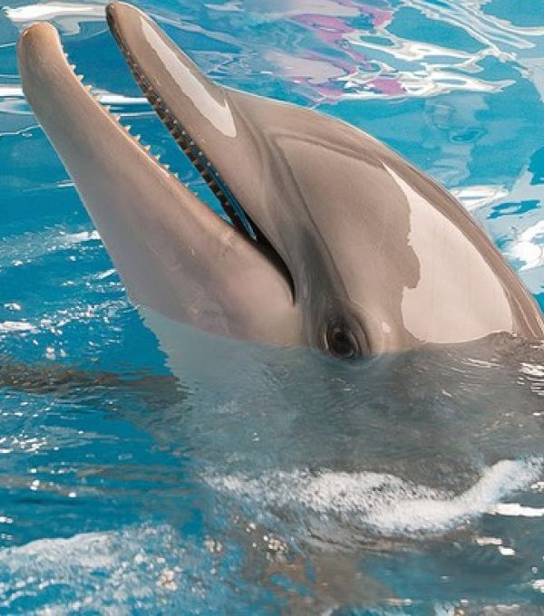 Дельфин 2 группа. 2 Дельфина. Дельфины 2. История дельфинов.